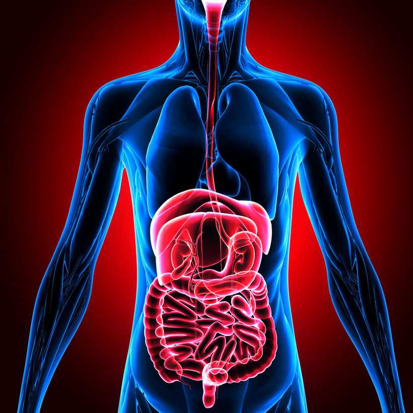 Human body, person, digestive system, anatomy. 3d rendering